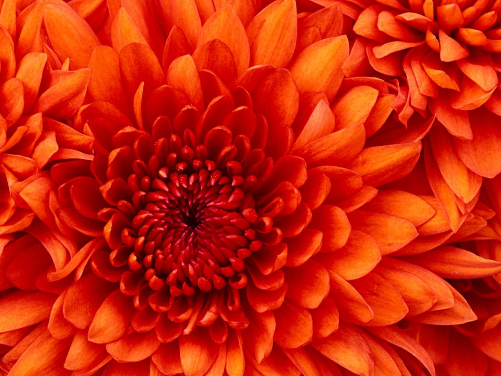 Close up of a Chrysanthemum