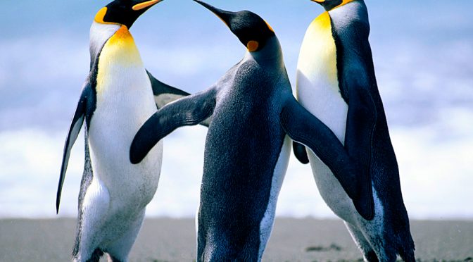 Windows 10 default penguin photo